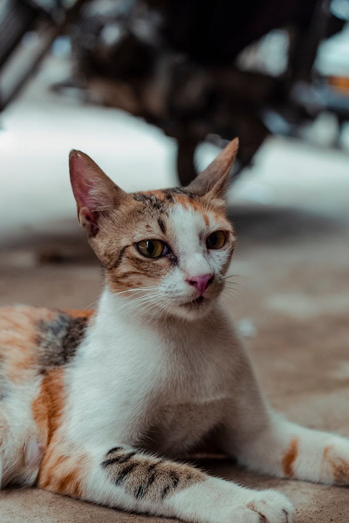 Offerings | petcarehub Pexels photo 32930362. Jpeg